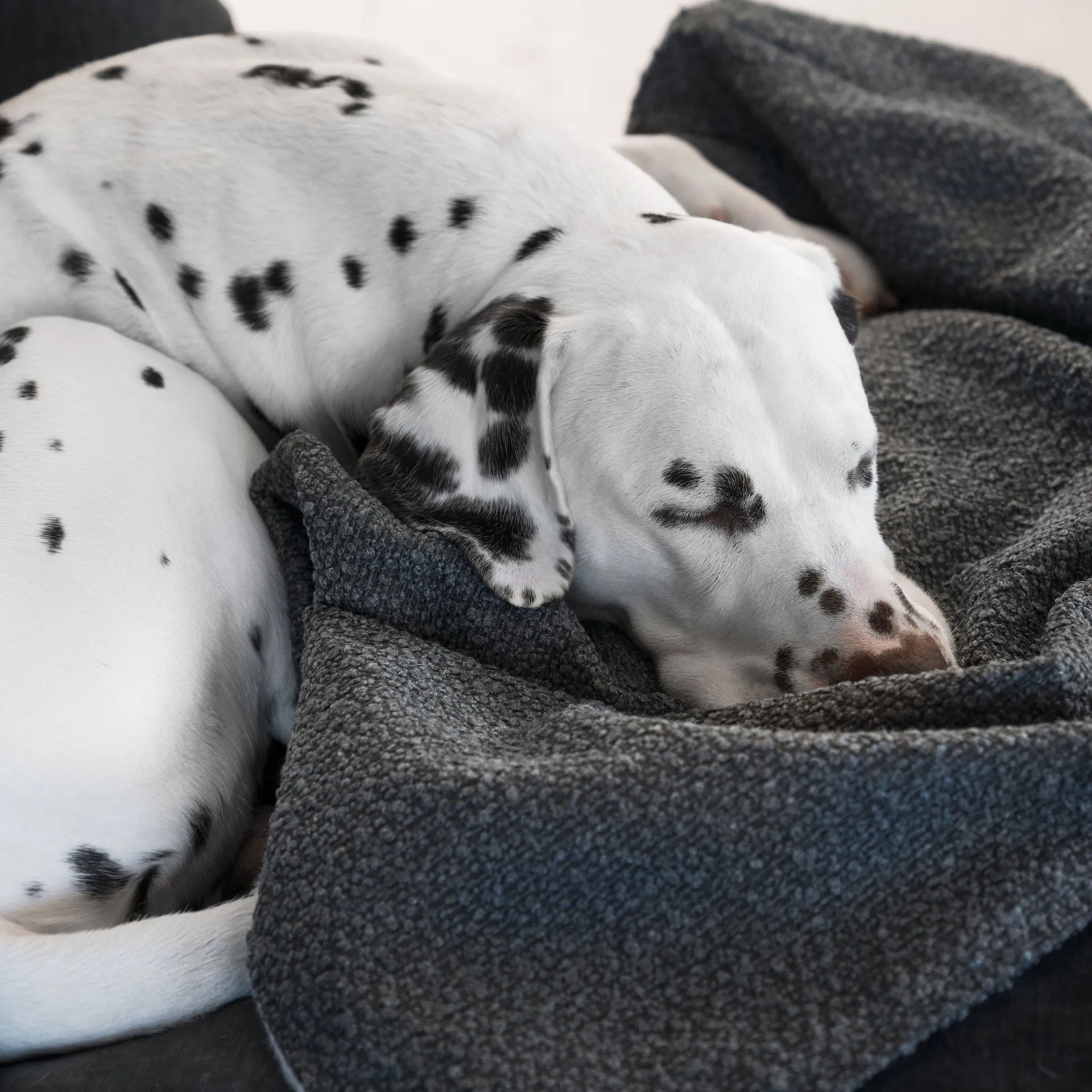 Dog & Puppy Blanket in Bouclé by Lords & Labradors