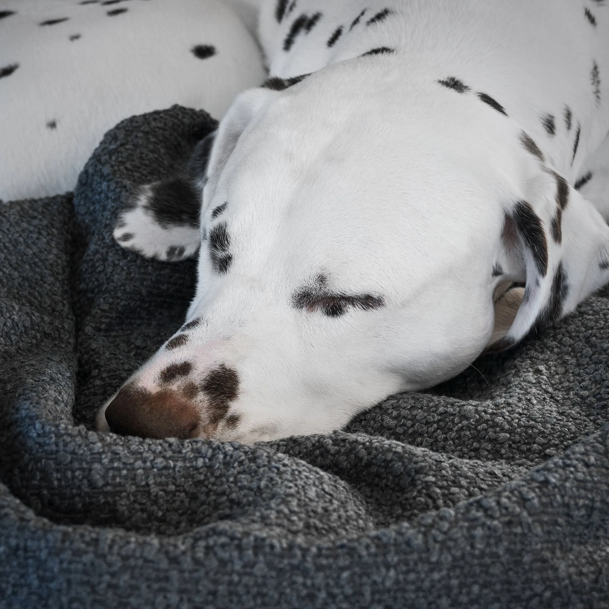 Dog & Puppy Blanket in Bouclé by Lords & Labradors