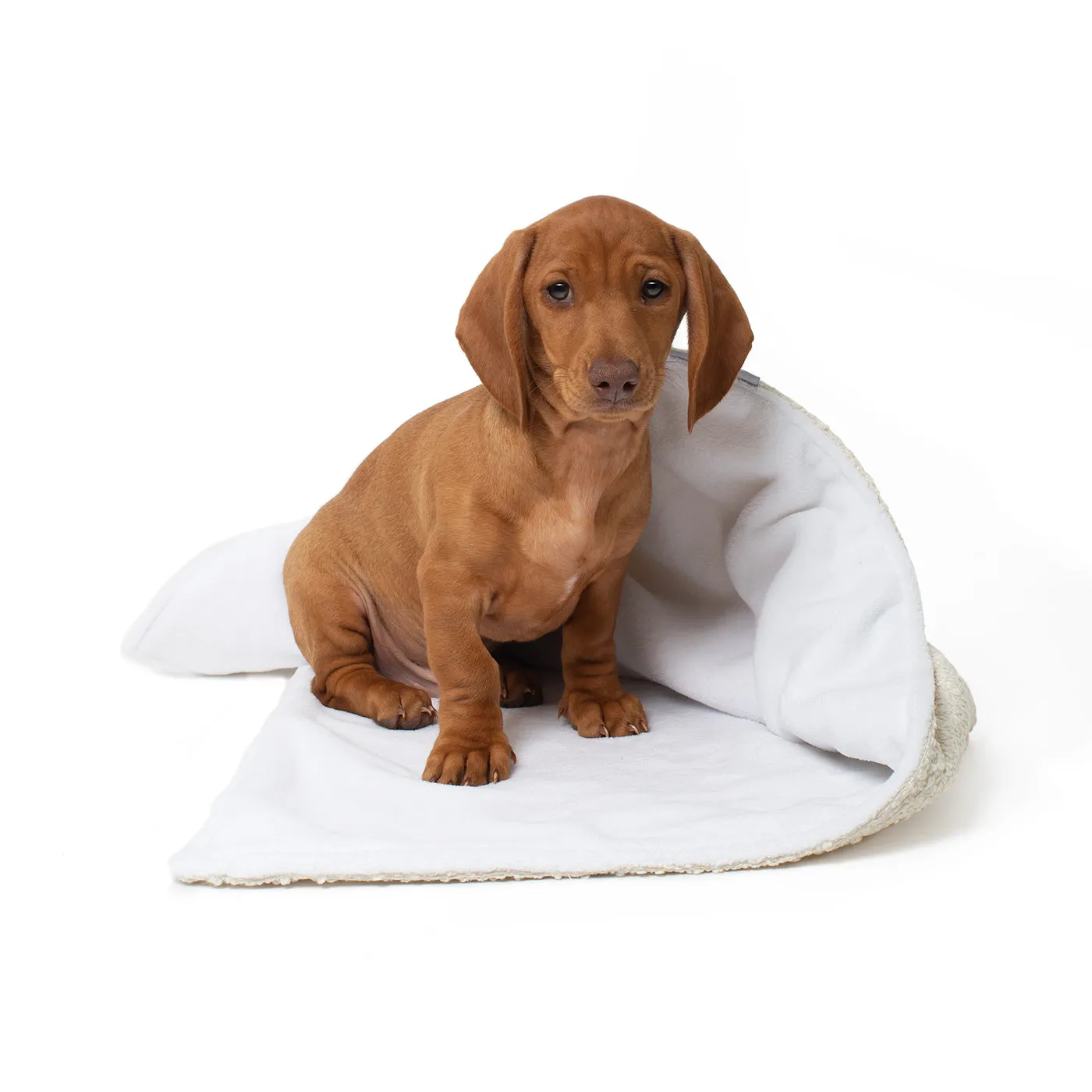 Dog & Puppy Blanket in Bouclé by Lords & Labradors