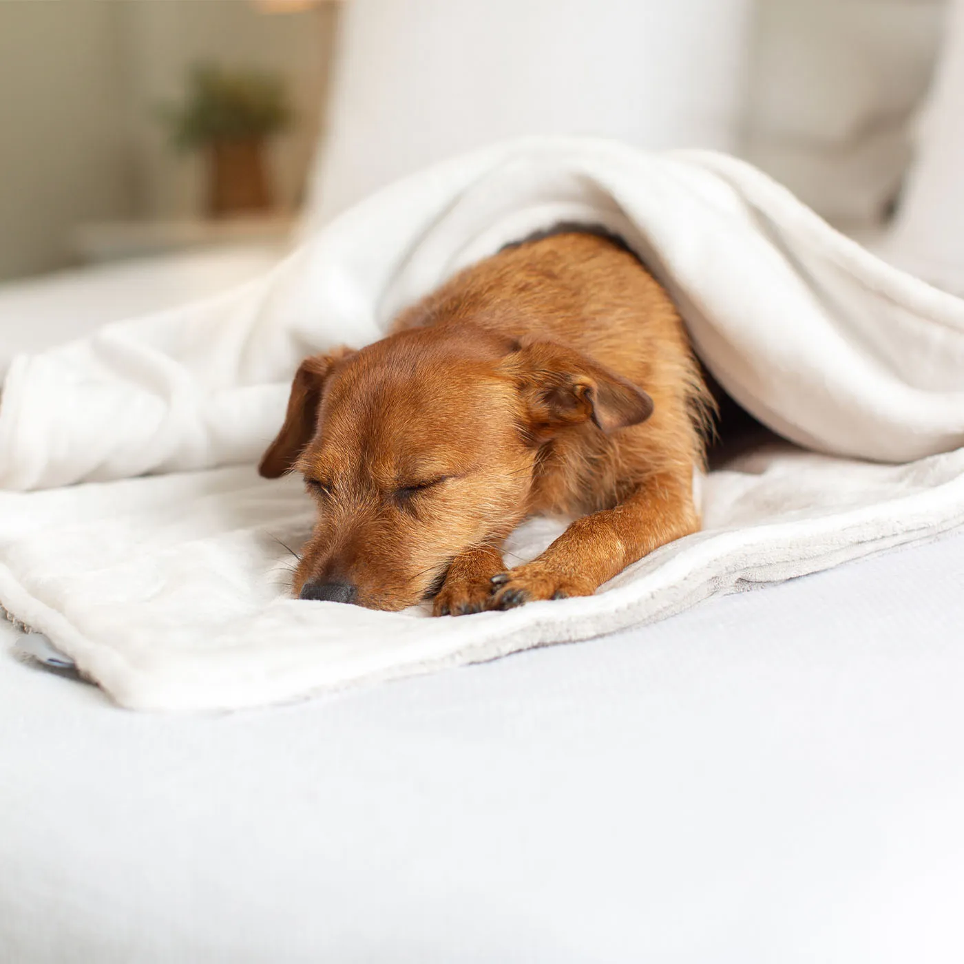 Dog & Puppy Blanket in Light Grey Essentials Plush by Lords & Labradors