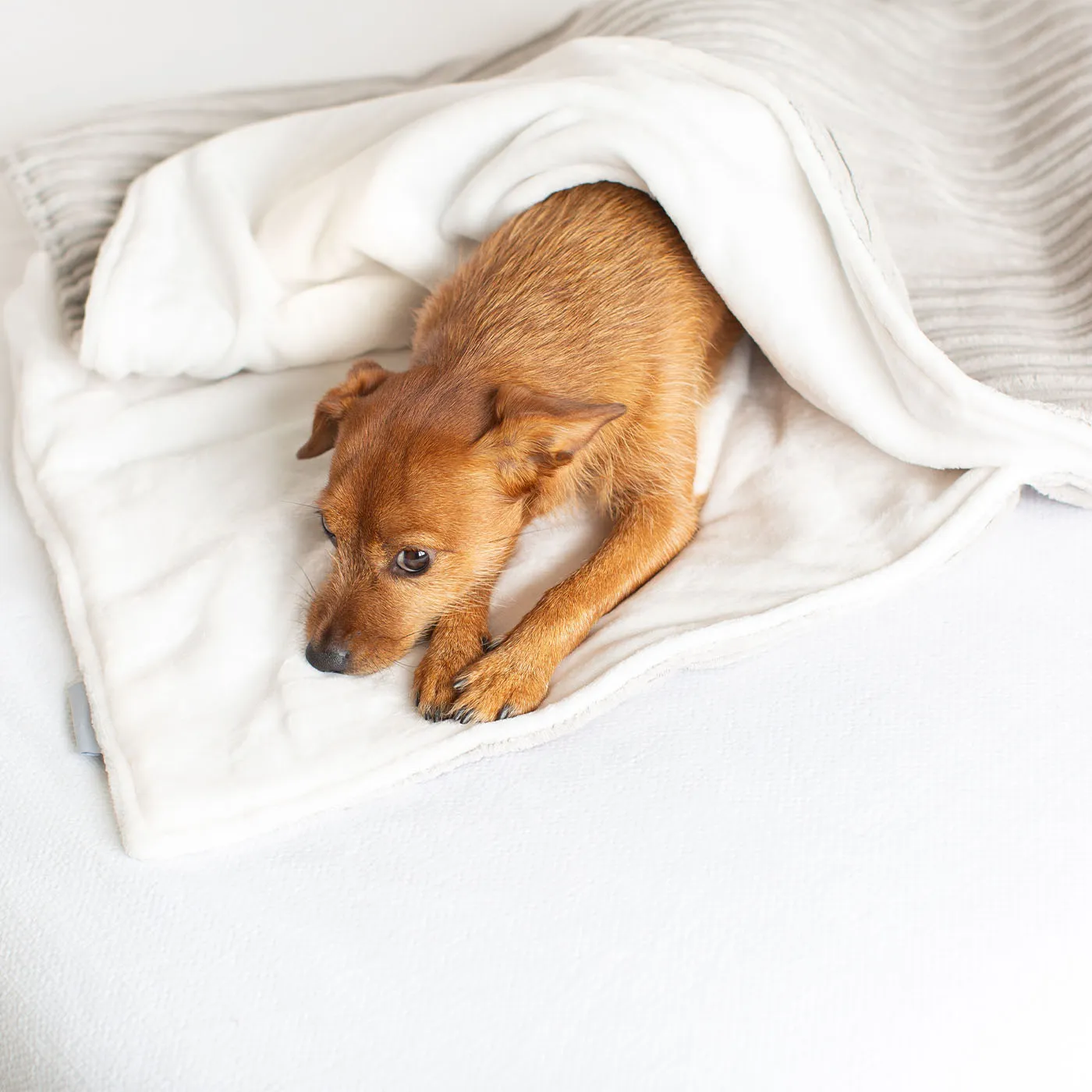 Dog & Puppy Blanket in Light Grey Essentials Plush by Lords & Labradors