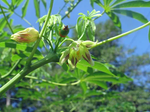 Manihot esculenta | Cassava | Yuca | 5 Seeds