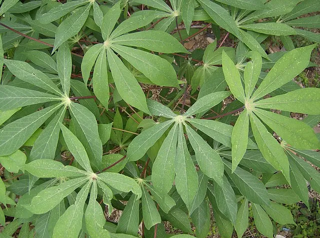 Manihot esculenta | Cassava | Yuca | 5 Seeds