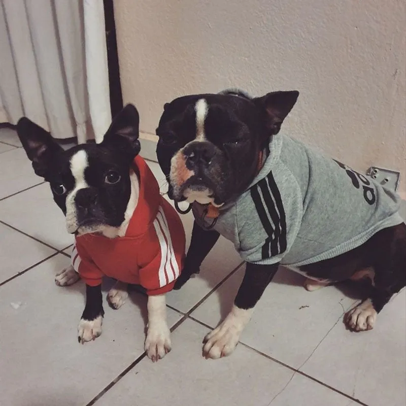 Pat and Pet Emporium | Pet Clothing | Stylish Dog Sport Hoodies